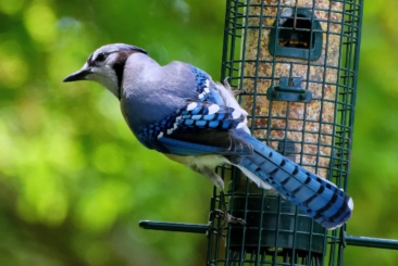 A Blue Jay bird sitting on a bird feeder.