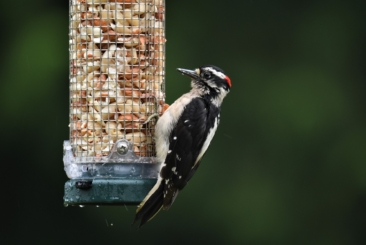 A Downy Woodpecker feeding from a bird feeder.