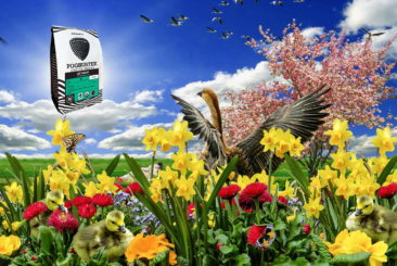Fogbusters bird friendly coffee ad. Baby ducks and mother duck sitting in a bed of flowers on a sunny day.