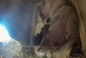 Inside of Red Wolf den- mother Brave laying with two pups.