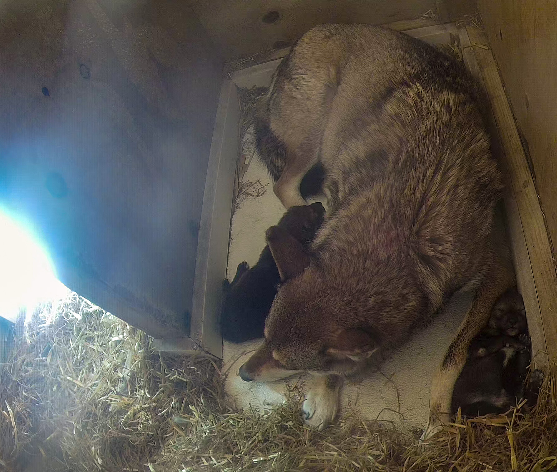 Inside of Red Wolf den- mother Brave laying with two pups.