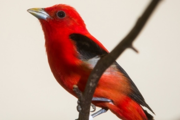 A Scarlet Tanager Bid sitting on a branch.