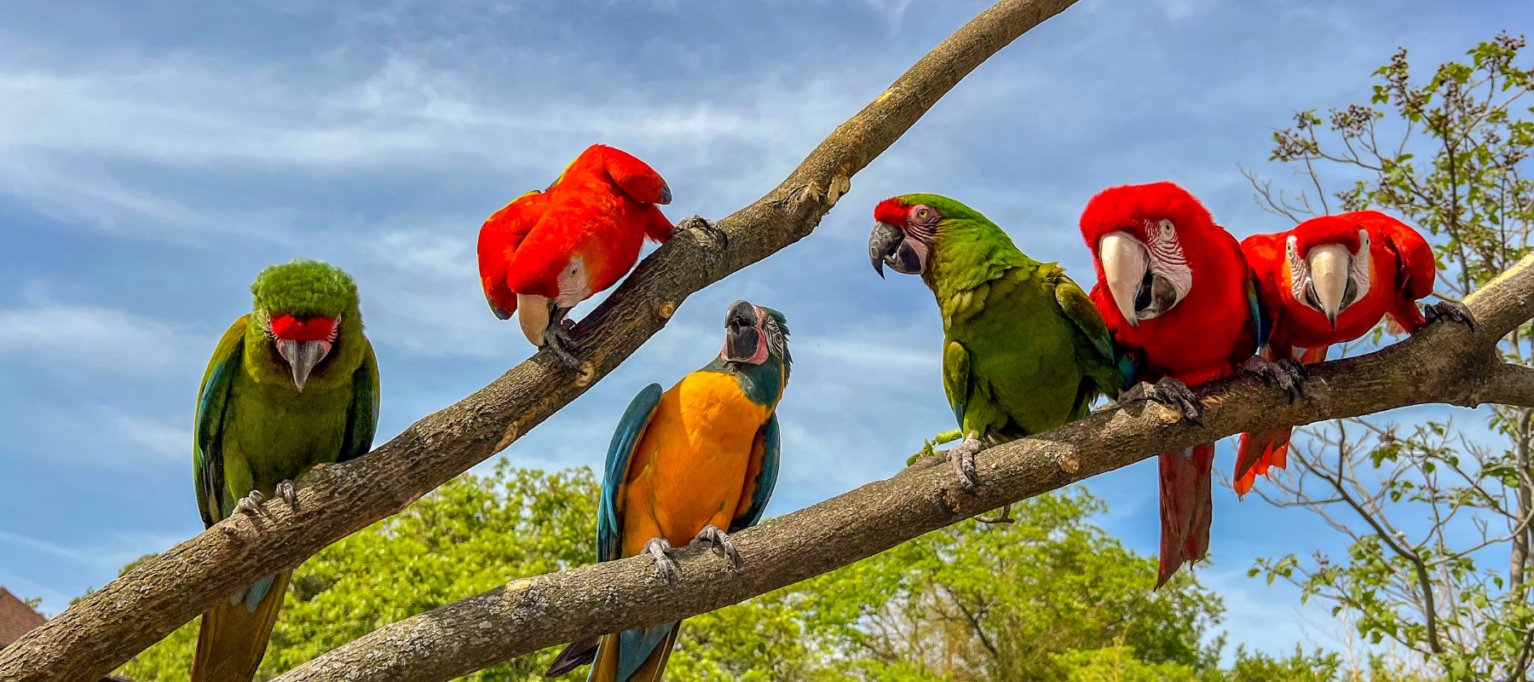 Helping Macaws Thrive Roger Williams Park Zoo(02)