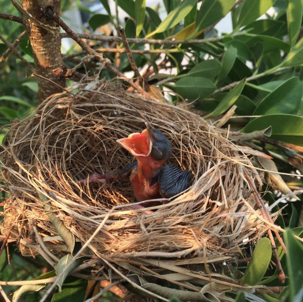 Baby bird in a nest with mouth open