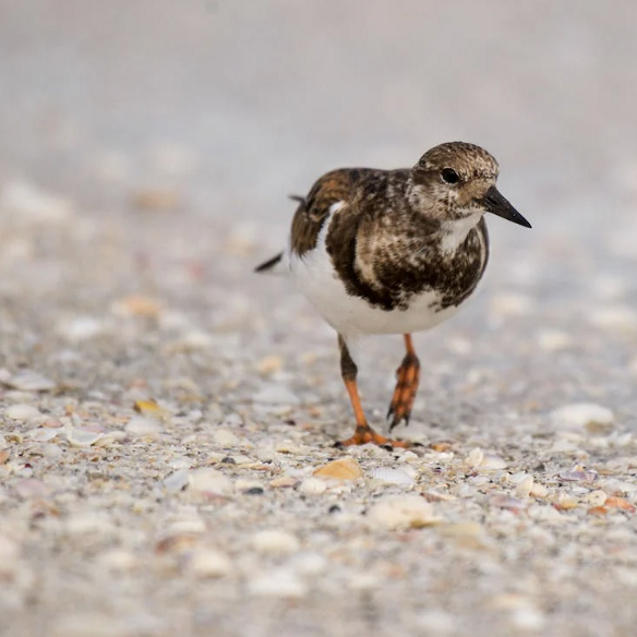 Piping Plover bird walking