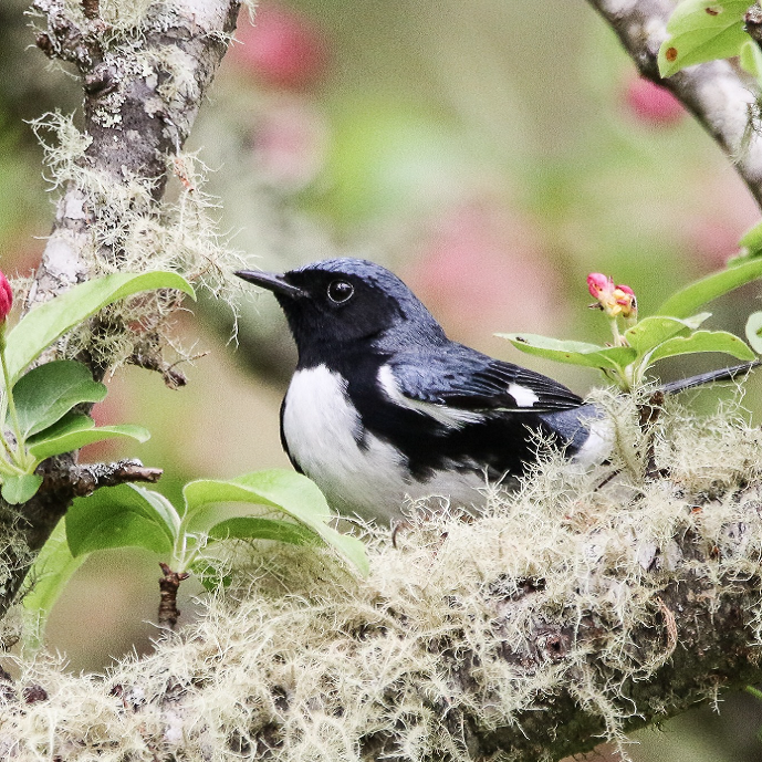 Bird sitting on a branch