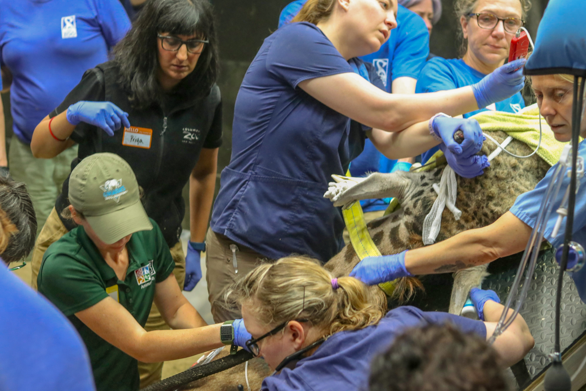 Veterinarian team observing and working on shaving giraffe Jaffa's hoof while other vet support staff monitor his vitals.