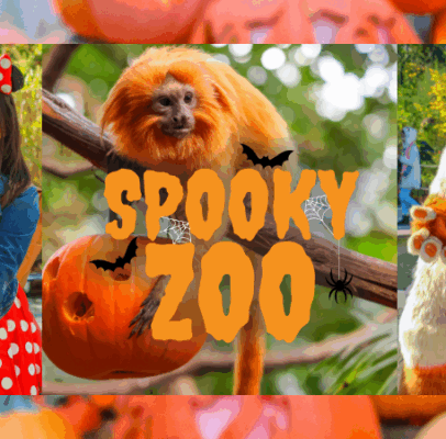 family in halloween costumes, golden lion tamarin with pumpkin, and costumed animal characters