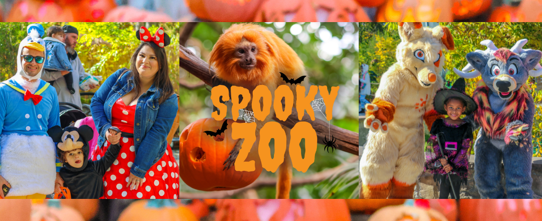 family in halloween costumes, golden lion tamarin with pumpkin, and costumed animal characters
