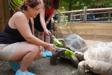 Two women feeding Aldabra Tortoises lettuce