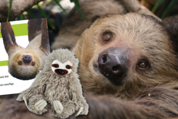 Sloth adopt an animal banner with image of adoption certificate and plush toy.