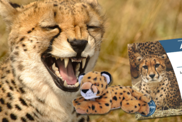 Cheetah adopt an animal banner with image of adoption certificate and plush toy.