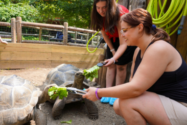 two females feeding aldabra tortoise's lettuce outside