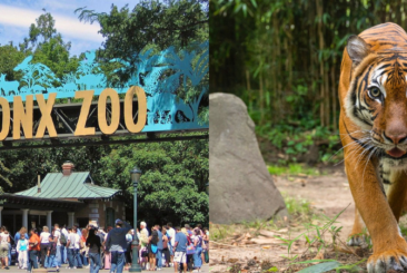 bronx zoo entrance and tiger