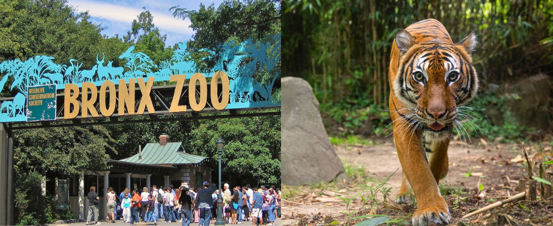 bronx zoo entrance and tiger