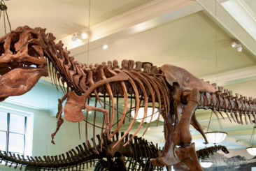 dinosuar skeleton at museum of history