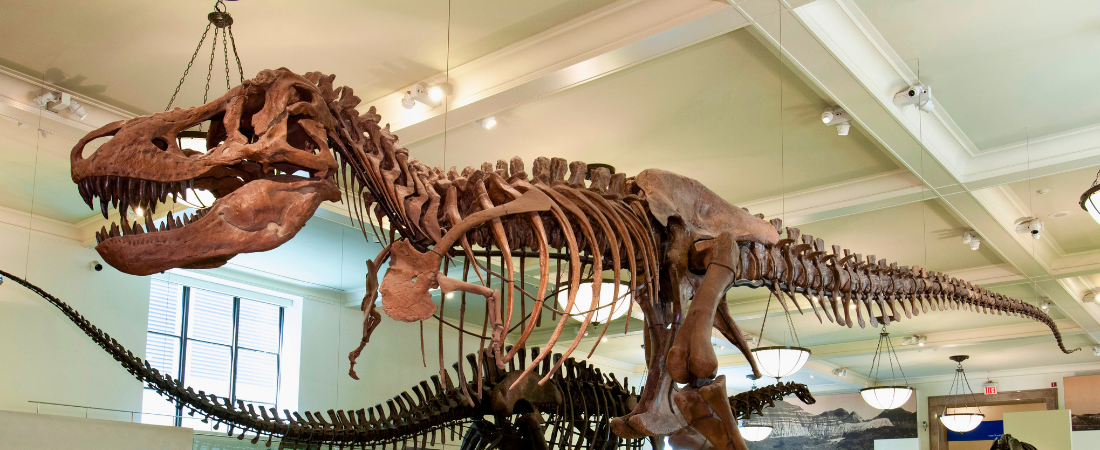 dinosuar skeleton at museum of history