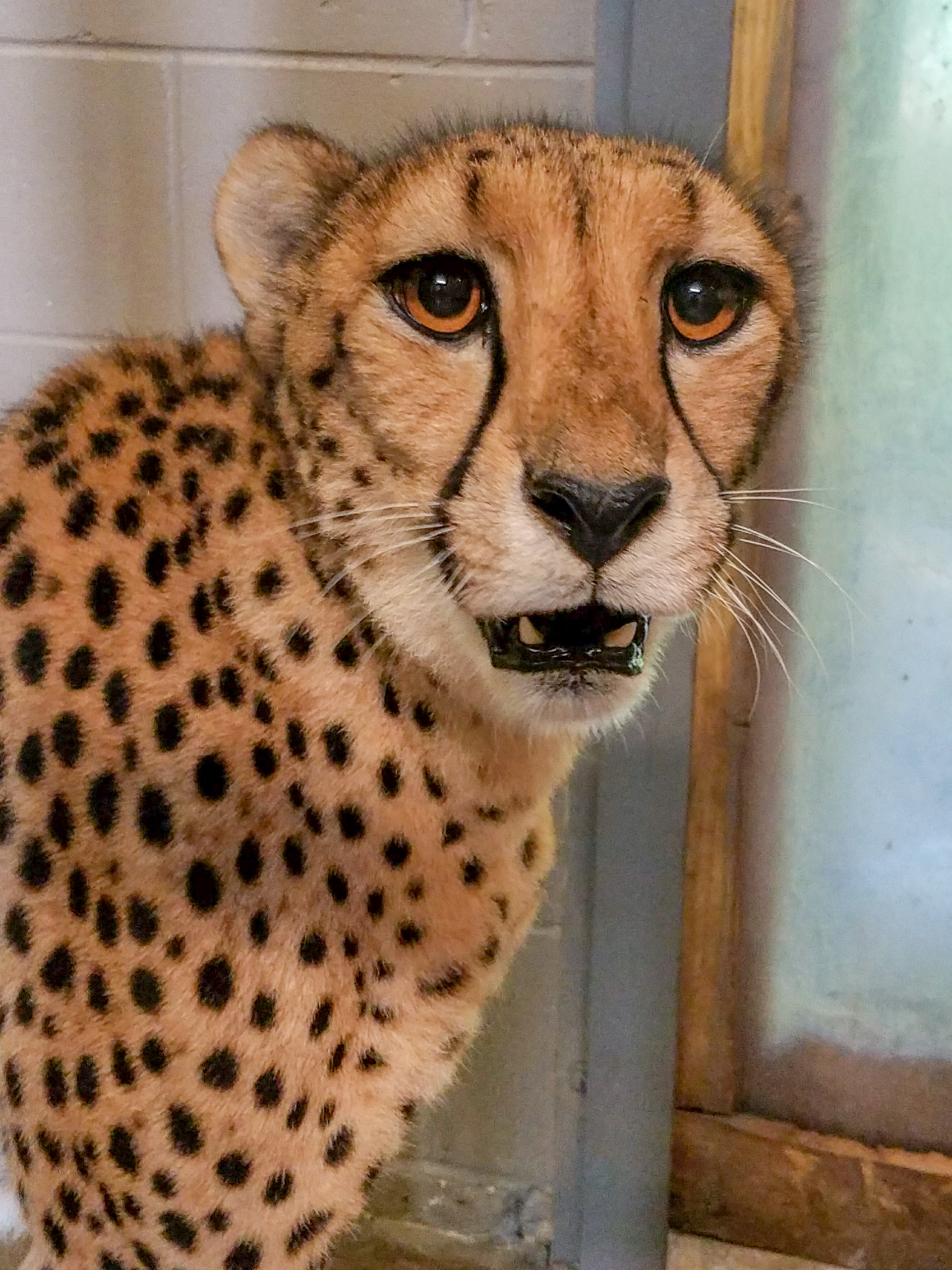 Photo of cheetah Becca