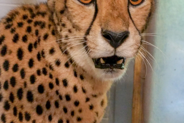 Photo of cheetah Becca