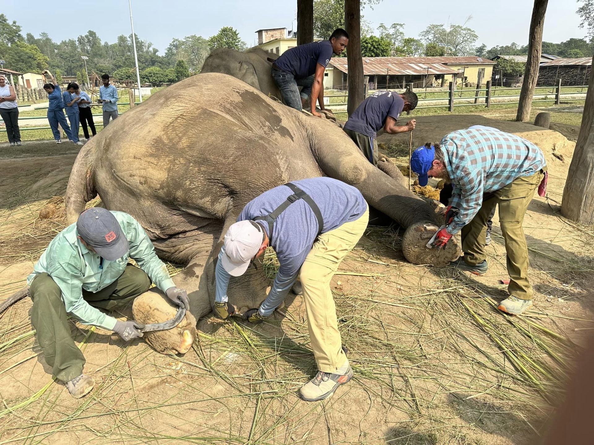 elephant keepers treating an Asian elephant's foot pads