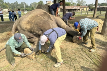 elephant keepers treating an Asian elephant's foot pads