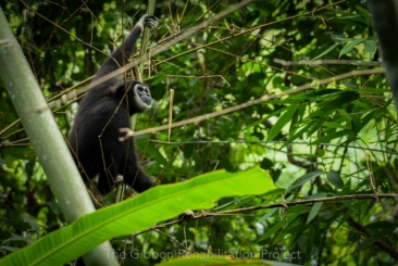 gibbon in the rainforest