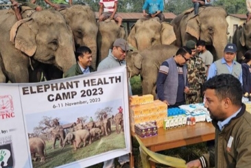 Elephant health camp