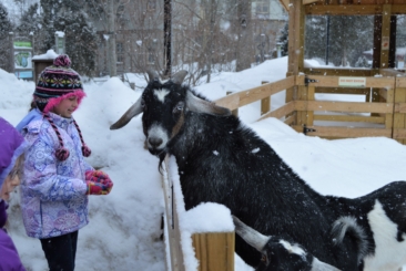 child petting goat in snow