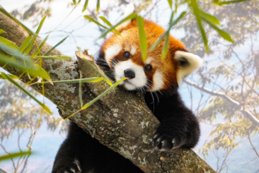 red panda laying on top of tree branch