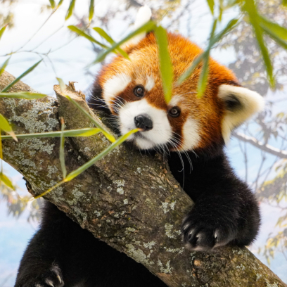 red panda laying on top of tree branch