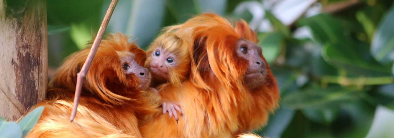 mom and dad golden lion tamarins with their baby sitting up in the trees
