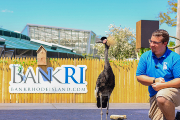 West African crowned crane standing beside animal trainer with BankRI logo in the background