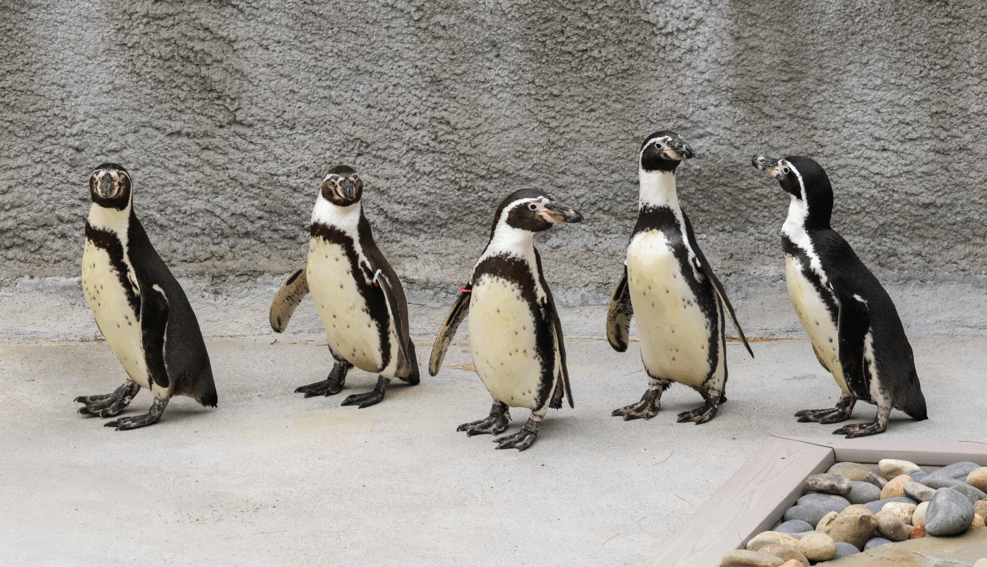 five Humboldt penguins