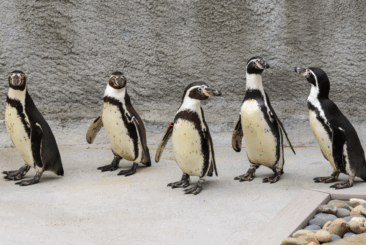 five Humboldt penguins