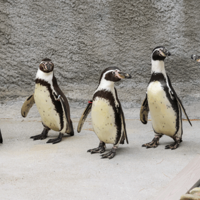 five Humboldt penguins