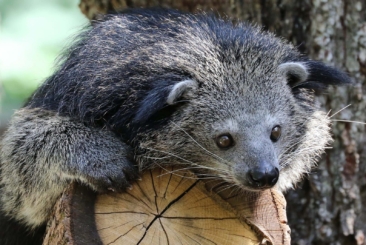 binturong up close on a tree branch