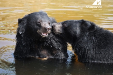 two moon bears in a pool
