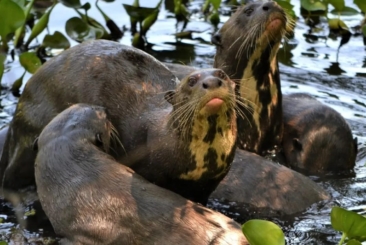 three giant otters in water