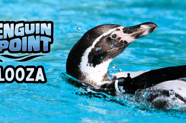 humboldt penguin swimming, with the text "penguin point palooza" overlayed