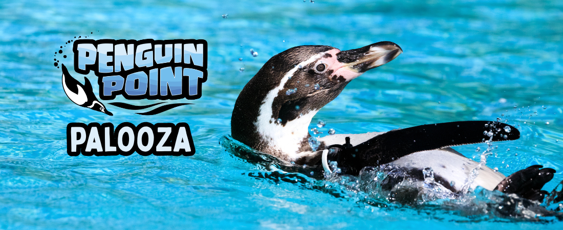 humboldt penguin swimming, with the text "penguin point palooza" overlayed