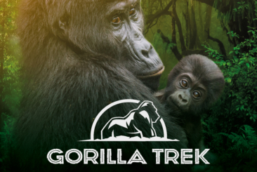 mother and baby gorilla up close