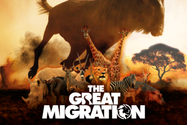 wildlife of the african plains including wildebeest, giraffe, lion, zebra and rhino