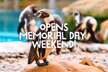 humboldt penguins, with the text "opens memorial day weekend" overlayed