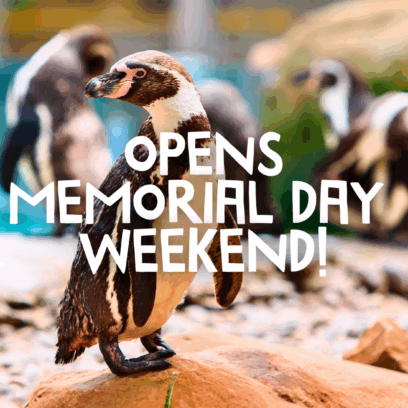 humboldt penguins, with the text "opens memorial day weekend" overlayed