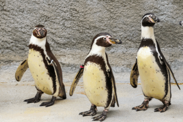 five humboldt penguins standing in a row