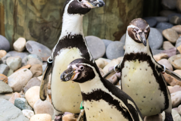 three Humboldt penguins standing on rocks