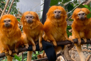 Four golden lion tamarins sitting in a row on a branch