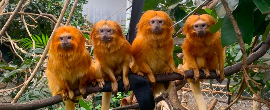 Four golden lion tamarins sitting in a row on a branch