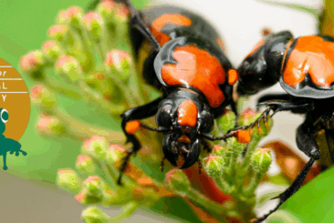 Two American burying beetles on leaves; with Center for Biological Diversity logo.