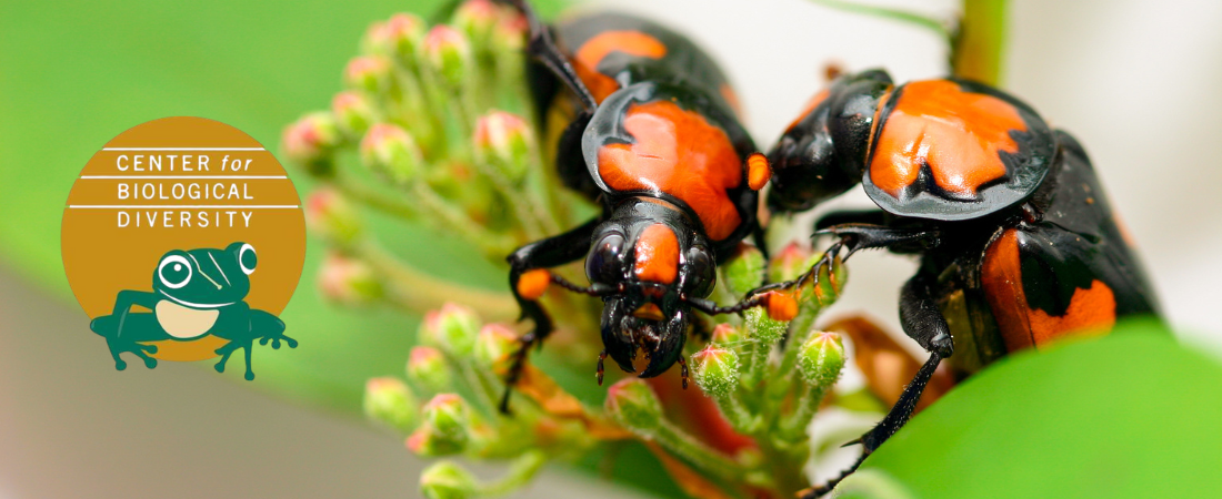 Two American burying beetles on leaves; with Center for Biological Diversity logo.
